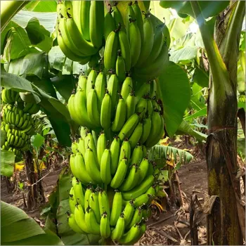 Green Banana  (18)-4870296-39022.webp